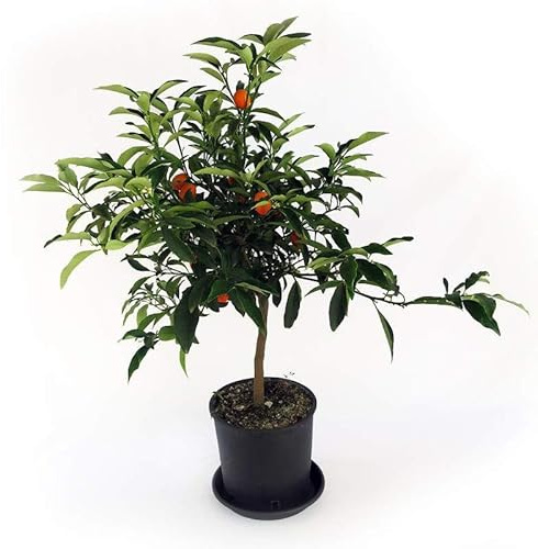Kumquat Natural Citrus Japonica Árbol Frutal para tu Jardín