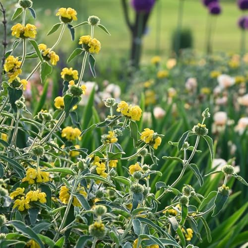 Semi di Phlomis fruticosa - semi di selvatici semi di per giardino di aromatiche 500pcs