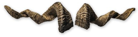 Generisch Widder Hörner ca. 76cm - Naturgetreue Tier-Kunsthörner, handgefertigt, robust & leicht – Ideal für Krampus, Perchten, Partys & Themenveranstaltungen und Deko von Motes Masken. (Widder H.5)