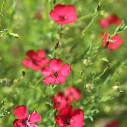 Lein RoterSamen, winterharte für garten Linum grandiflorum, gartendeko für draußen blumensamen wildblumensamen stauden winterhart mehrjährig 50pcs