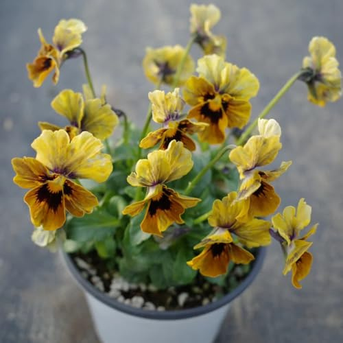 semi viole del pensiero resistenti - balcone decorative esterno aiuola rialzata perenni 420pcs
