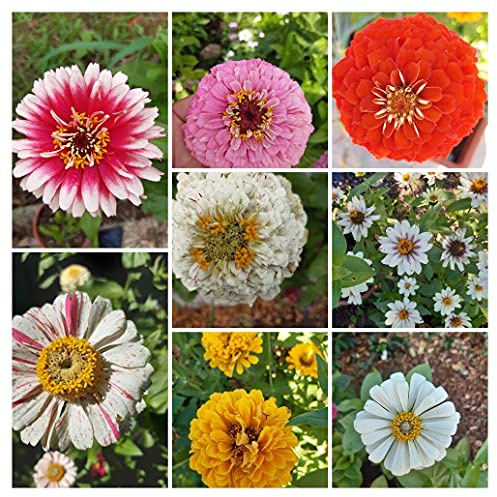 50pcs colori misti Zinnia Elegans semi gigante giardino Piantare Fiore