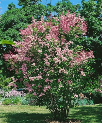Flieder Syringa Redwine 80-100 cm winterhart Heckenpflanze Sichtschutz | Duftende Blüten, ideal für Sichtschutz und Formhecke, bienenfreundlich, robust, schnittverträglich, sonniger Standort