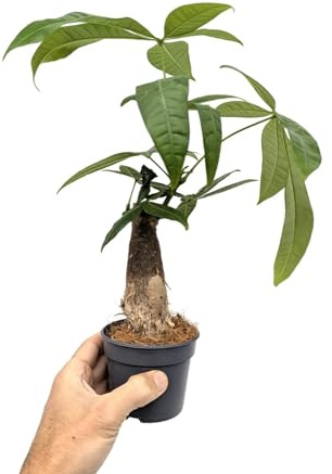 Pachira aquatica - Money Tree 9cm