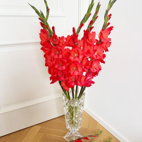 gladiolen garten hochbeet balkon blumenwiese dachbegrünung pflanztopf hochbeett deko büro büropflanzen blumendeko steingartenpflanzen winterharte kübelpflanzen 10zwiebeln