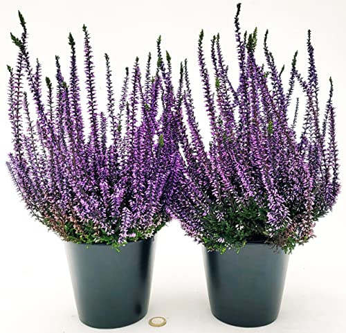 POWERS TO FLOWERS - ERICA CALLUNA COLOR LIFE VIOLA, 2 PIANTE, piante vere