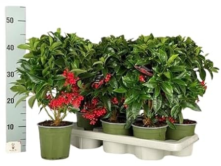 Ardisia Crenata Natural el Arbusto de Navidad que Ilumina con Facilidad tu Espacio