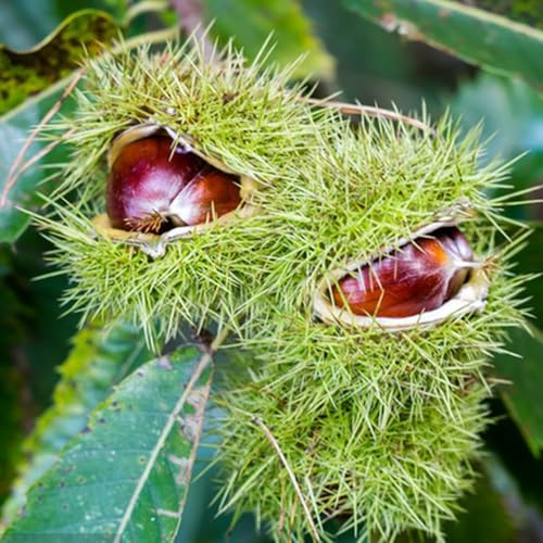 8 pz Semi di castagno, castagno regali da giardino con noci per donne Acquistare castagne, Castanea mollissima, giardino di alberi resistente seme di noce migliore dei semi di semina