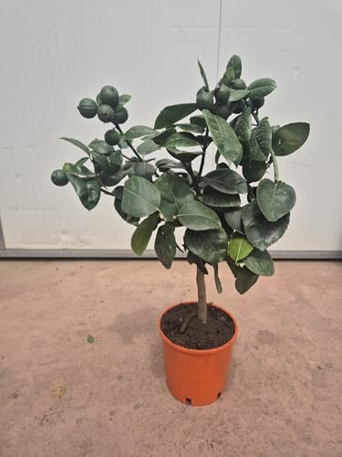 Orangenbaum Stämmchen 50–60 cm – Citrus Pflanze im Topf, dekoratives Zitrusbäumchen für Balkon, Terrasse & Wohnzimmer, pflegeleicht & immergrün