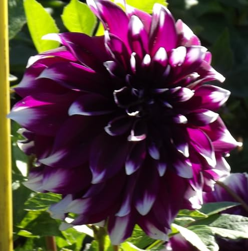 AUSVERKAUF Dahlienknolle : Dahlia - Deko Dahlien  Mystery Day  1 Knolle/Rhizom