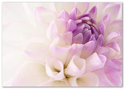 Tulup Leinwandbild - Wandkunst - Drucke auf Leinwand - Leinwanddruck -100x70 cm - Blumen & Pflanzen - Lila - Weiße Dahlie
