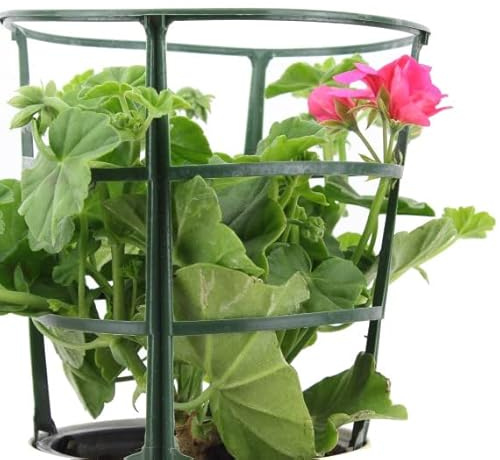 Geranio Murciana Natural Planta con Poca Necesidad de Agua y muy Resistente