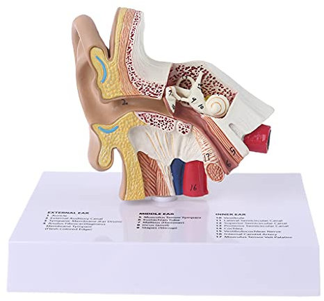 BYUTFA Modello di Anatomia dell'orecchio 1,5 Volte a grandezza Naturale Modello di Orecchio Umano Strumento di Fornitura didattica per Anatomia scientifica