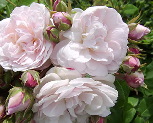 'Maid of Kent' Climbing Rose - Clusters of Small Pink Blooms - 4lt Potted Rose