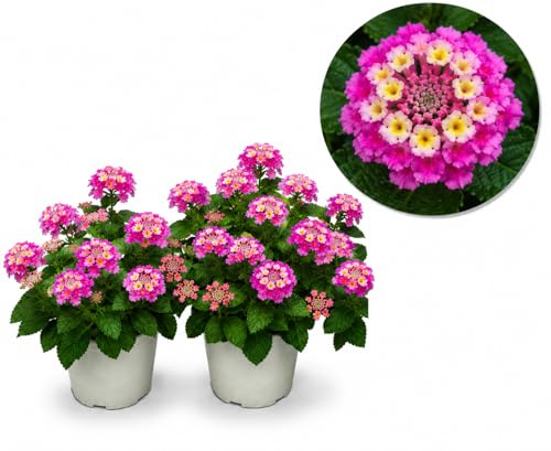 POWERS TO FLOWERS - LANTANA CAMARA ROSA INTENSO 2 PIANTE, VASO 14CM, piante vere