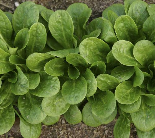 PREMIER SEEDS DIRECT - Corn Salad - VIT- Lambs Lettuce - 2GM - Approx 750 Seeds - Organic