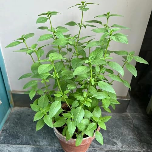 semillas de albahaca perenne resistente, 35pcs