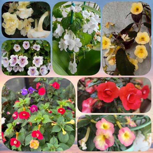 Semillas de Achimenes - resistentes de exterior semillas de para lugares soleados semillas de mariposas resistentes 180pcs