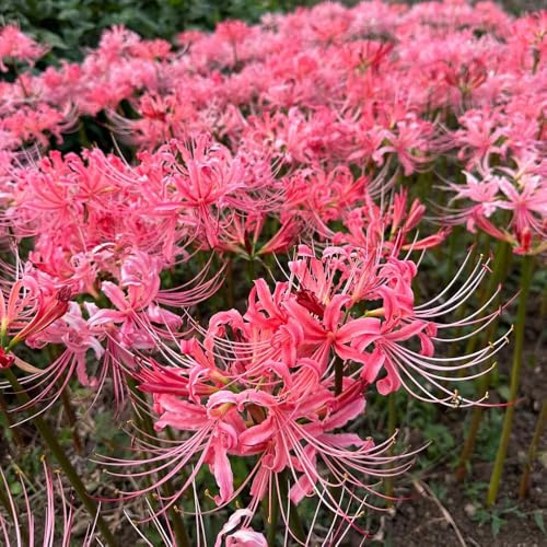 6 pz bulbi lycoris radiata, d'appartamento di giglio ragno, resistenti per esterno