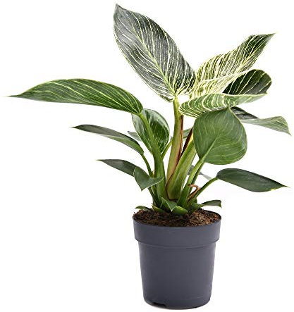 Philodendron 'White Measure' Tender Shrub House Plants Easy to Grow Your Own Striped Green and Gold Foliage Air Purifying Plant 1 x 11cm Pot by Thompson and Morgan