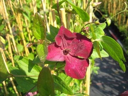 Clematis viticella Royal Velours (60-100 cm) - Waldrebe/Klematis