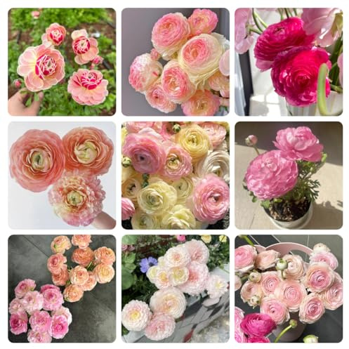 RanunkelnZwiebelnWinterhart,zum einpflanzen,deko wohnzimmer modern topf,gartenpflanzen,dekoration wohnzimmer 12pcs