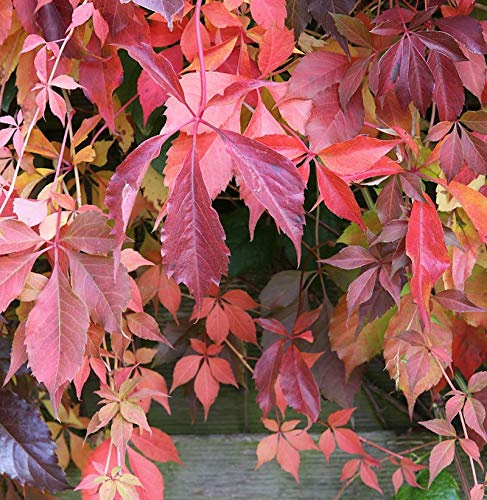 Selbstkletternde Jungfernrebe 40-60cm - Parthenocissus quinquefolia - lebende Gartenpflanze aus den Baumschulen