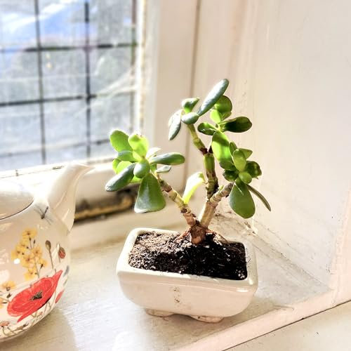 Jade Plant Bonsai (Crassula Ovata) - Vibrant Indoor Greenery, Easy Care in Ceramic Pot - Stunning House Plant for Succulent Lovers and Bonsai Enthusiasts