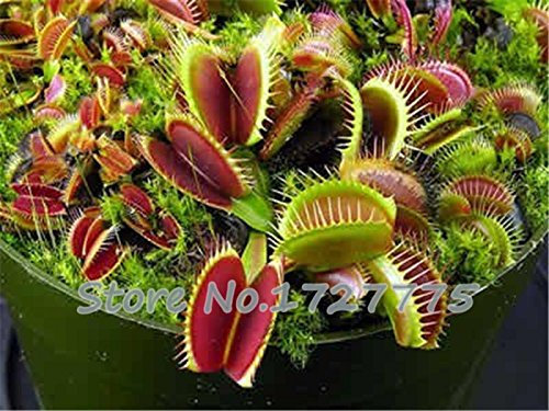 Neue Ankunft im Garten 20 halb Venusfliegenfalle halb Dionaea muscipula Pianta carnivora