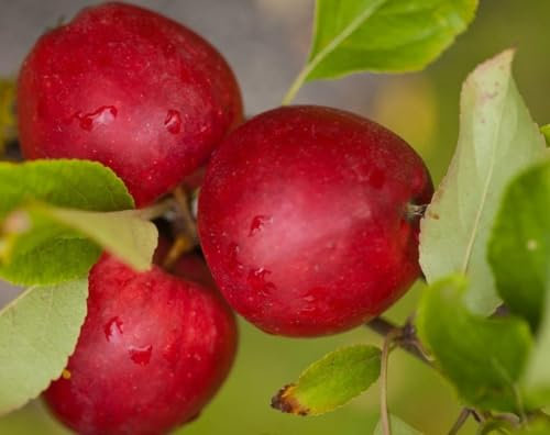Direct Plants Apple Katy Fruit Tree 6ft Tall Supplied in a 12 Litre Pot