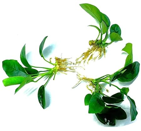 3 Aquatic Plants Bundle | Live Plants for Freshwater Aquariums (3 X Anubias VAR Nana Plants)