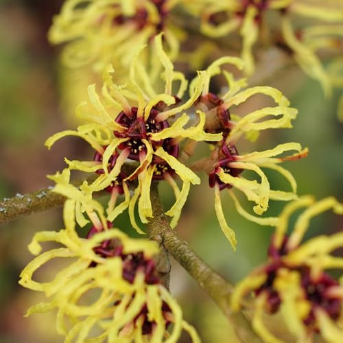 Hamamelis Pallida Witch Hazel Plant - Winter Flowering Hardy Shrubs for Garden All Year Round - Position these Live Plants in Beds, Borders, or Pots for Awesome Winter Garden Colour Interest (15-30cm)