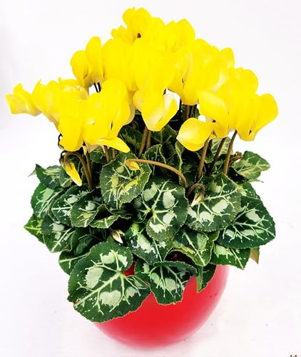 POWERS TO FLOWERS - CICLAMINO COLOR LIFE GIALLO, IN VASO CERAMICA SFERICO ROSSO, VASO 15CM DIAMETRO, piante vere