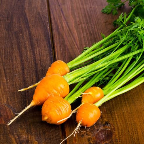 semi di carota precoci, vecchie varietà di letto rialzato resistenti giardino 400pcs