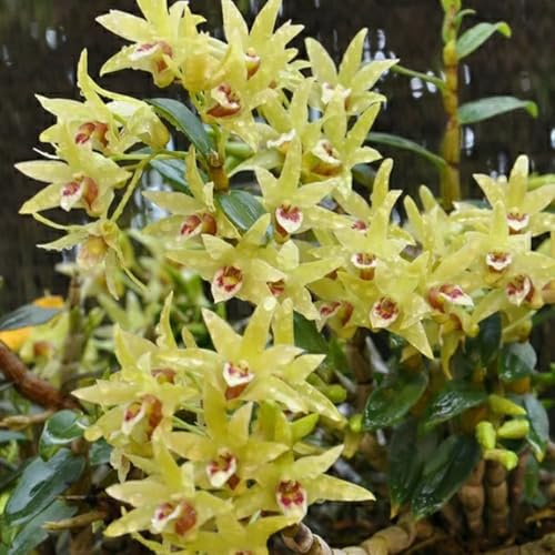 semi di orchidea dendrobium resistenti in vaso insoliti, decorazioni autunnali Semi di perenni, resistenti da balcone esotici perenni 650pcs