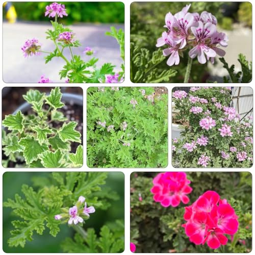 Geranio limone semi di selvatico cucina giardino selvatico, autunno, perenne autunno semi resistenti estate balcone cucina 500pcs