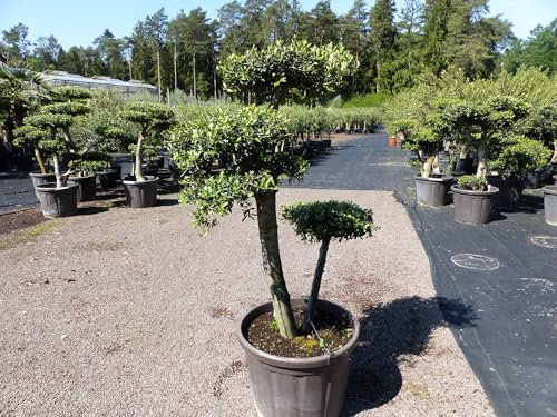 gruenwaren jakubik Olivenbaum 4 Pon Pon 180-185 cm Bonsai Formgehölz Gartenbonsai Olea europaea Olive winterhart