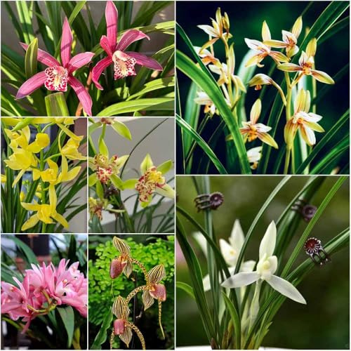 orquídea - semillas orquídeas de interior perennes resistentes semillas de para jardín jardín orquídeas 35pcs
