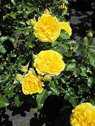 Rosa Inka ® - Edelrose Inka - Tantau Rose