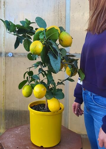 POWERS TO FLOWERS - LIMONE DA LIMONCELLO, LIMETTA ROMANA, VASO 22CM DIAMETRO, ALTEZZA 75CM, pianta vera