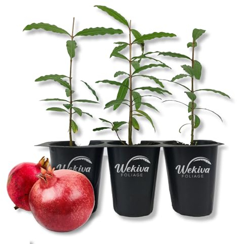 Dwarf Red Pomegranate Tree - 3 Live Starter Plants - Edible Fruit Bearing Tree for The Patio and Garden