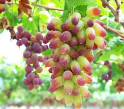 Grapevine Plants, Perennial Climbing Green Plants, Suitable for Flower Racks and Fences，Hardy Perennial, Excellent Display-C-4Bulbs