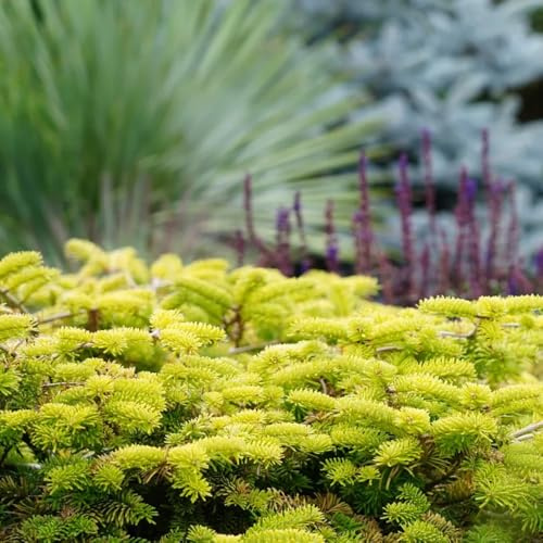 nordmanntanne kaufen, deko steingarten winterhart dekoration für garten balkon 200samen