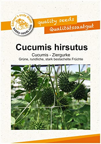 Ziergurkensamen C. hirsutus Portion