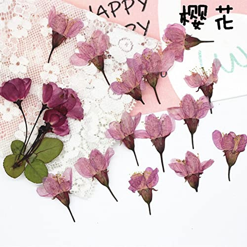 120 piante di fiori di ciliegio essiccato pressato Sakura per la creazione di gioielli in resina cornice cartolina cassa del telefono artigianato fai da te
