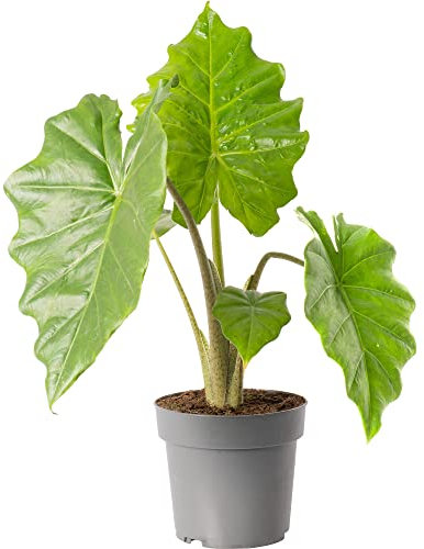 Alocasia Portodora Large Indoor Exotic House Plant Real Evergreen Tall Plants (60-70cm (Incl. Pot))