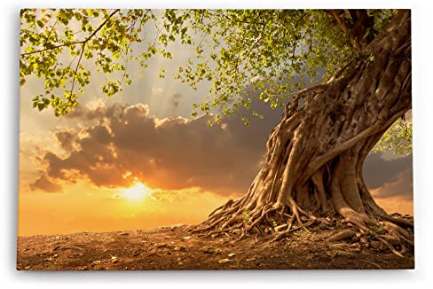 Paul Sinus Wandbild 120x80cm Großer Baum Natur Sonnenuntergang Wurzeln Wolken