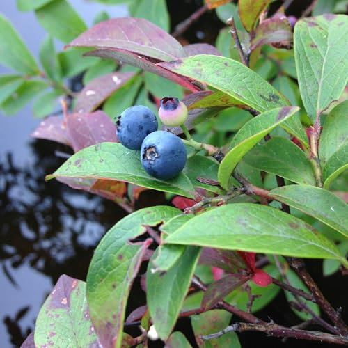 Vivai le Georgiche - Pianta vera di Mirtillo americano Blue Dessert - Tardivo Vaccinium corymbosum 'Blue Dessert' Mirtillo gigante americano - vaso Ø 15 cm - altezza alla vendita 30-40 cm