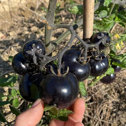 semillas de tomate antiguas variedades, jardín, perenne resistente interior 500pcs