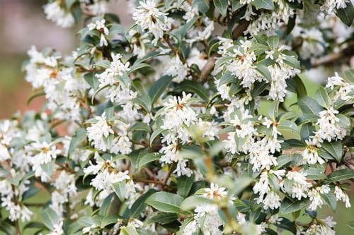 Osmanthus x burkwoodii 60-80 cm – Winterhart, Immergrün, Pflegeleicht – Duftblüte – Heckenpflanze für Garten & Sichtschutz